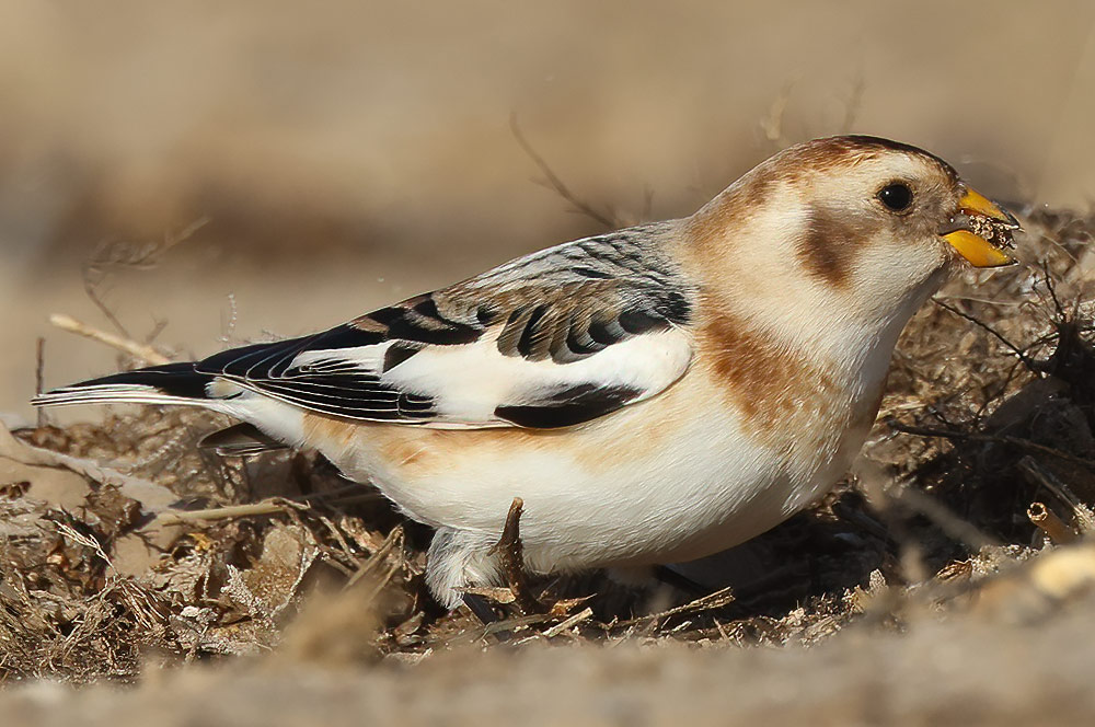 Snow bunting